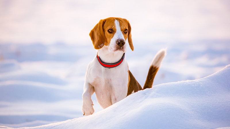 cani neve