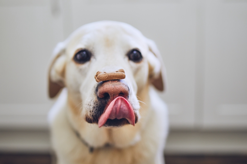 Trucchetti e consigli cane