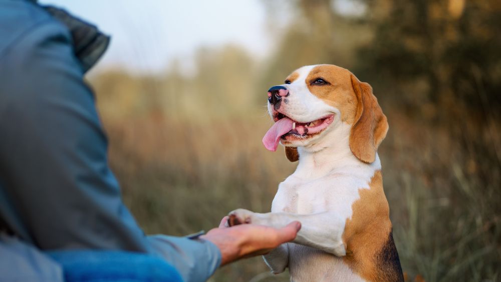10 consigli per l'addestramento del tuo cucciolo di cane guida pratica per educare il tuo amico a quattro zampe