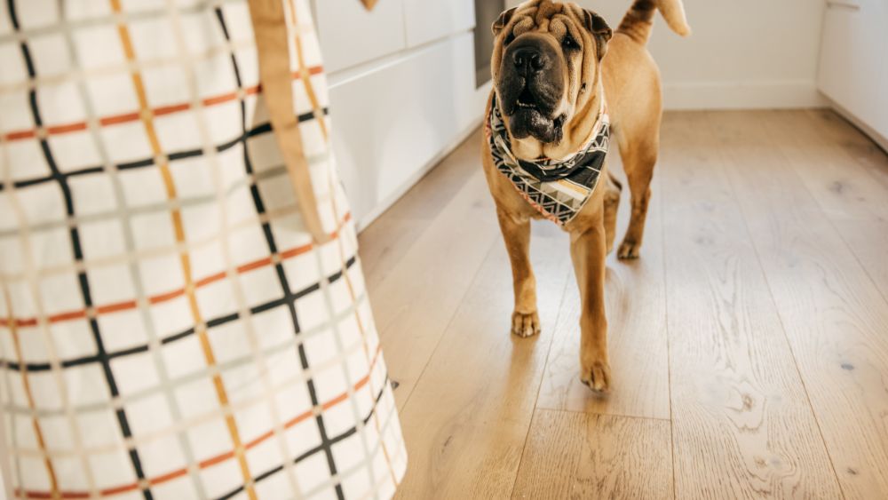 alleviare ansia da separazione, cane ansioso, comportamento del cane, salute del cane, benessere del cane, consigli per i proprietari di cani.