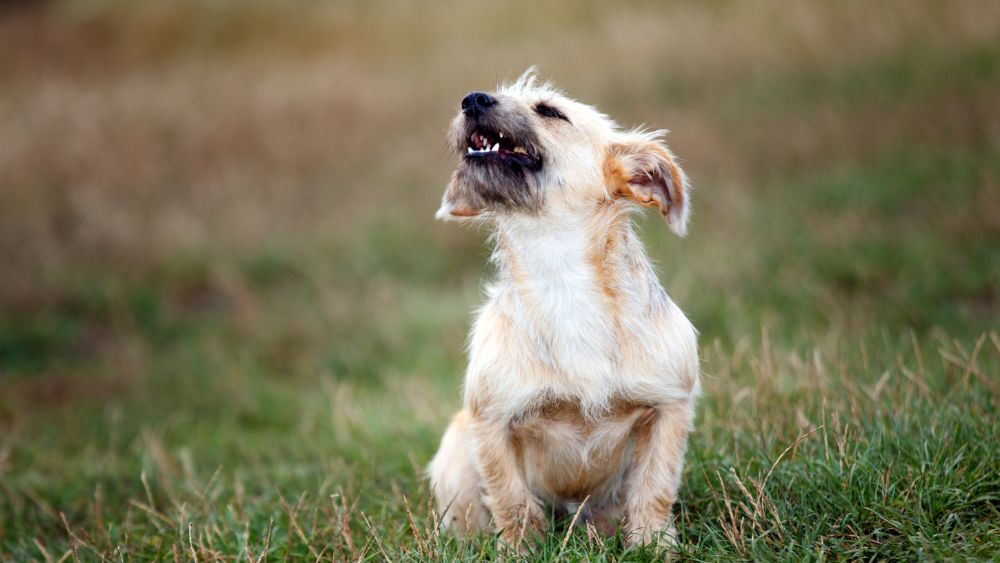 Come addestrare il tuo cane a non abbaiare eccessivamente