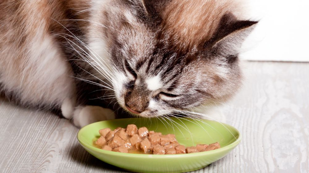 Come prendersi cura del tuo gatto: consigli utili per una dieta sana, ambiente sicuro e salute felice