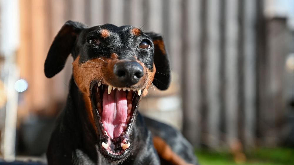 Immagine relativa ai consigli per gestire l'aggressività nel tuo cane