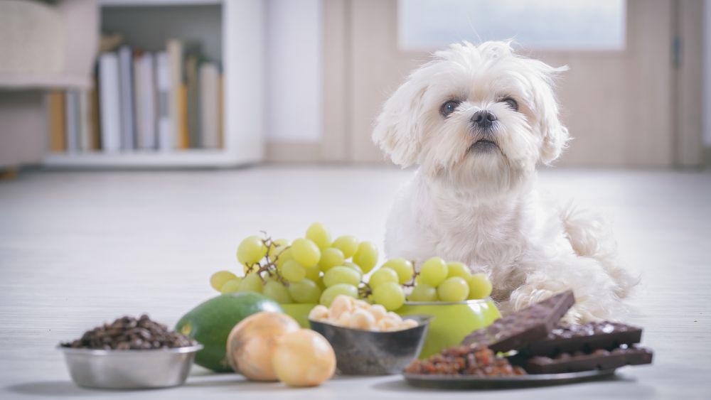 Un cane curioso annusa un cibo pericoloso vicino a lui, ricordati di proteggere il tuo amico a quattro zampe da alimenti tossici.