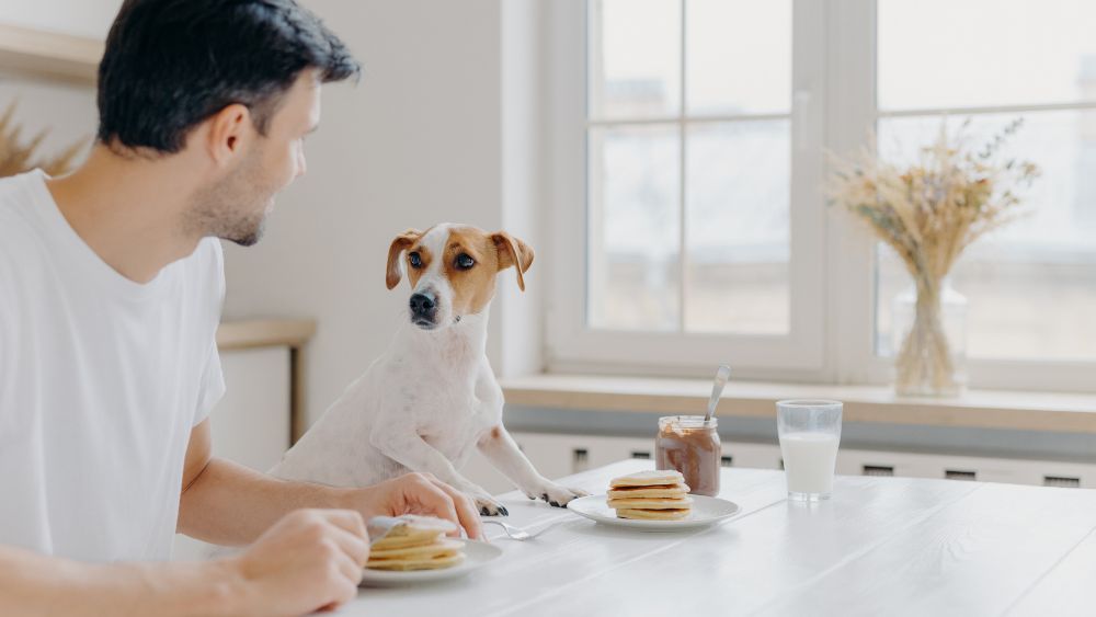 Un adorabile cane da appartamento che si rilassa sul tavolo da cucina.
