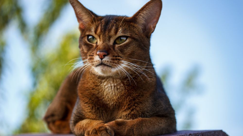 Sei affascinato dall'eleganza e dalla grazia dei gatti? In tal caso, permettici di introdurti nel mondo incantevole del Gatto Abissino. Con il suo aspetto sorprendente e il suo carattere vivace, il Gatto Abissino ha conquistato i cuori degli amanti dei gatti di tutto il mondo.