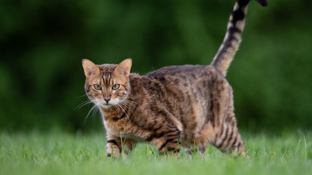 Un gatto Bengala dal pelo maculato si rilassa sul divano.