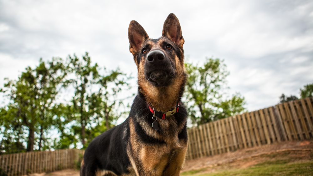 Immagine di un cane da guardia vigilante e protettivo che difende la sua casa.