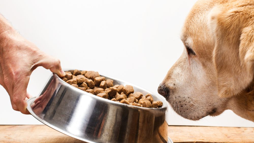 Immagine di un cane guardando il suo ciotolo di cibo con disinteresse.