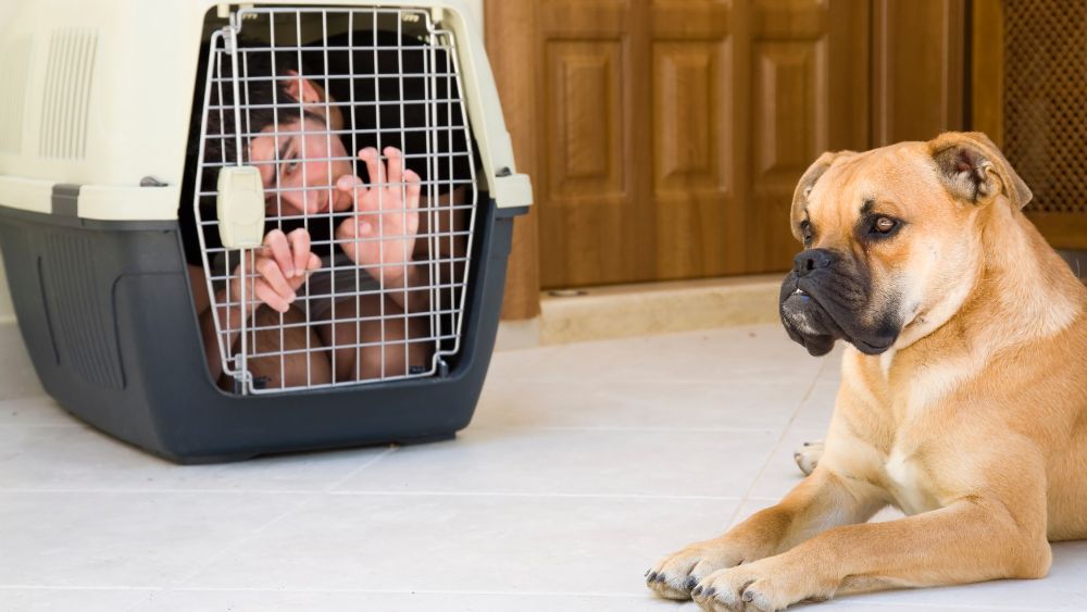 Il kennel cane offre un ambiente sicuro e confortevole per il tuo amico a quattro zampe.