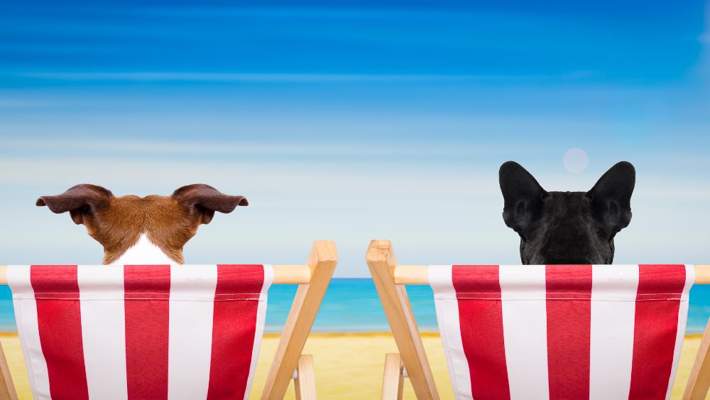 Un cane felice gioca sulla spiaggia sotto il sole italiano, simbolo delle vacanze pet-friendly in Italia