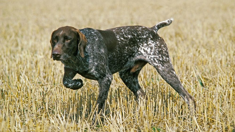 perdita di pelo cane