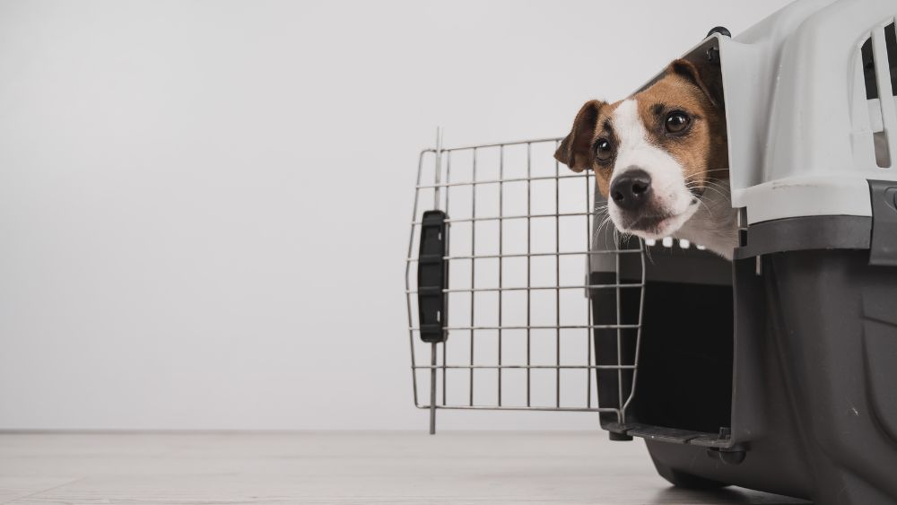 Benvenuti alla guida completa sul trasportino per cane! Se stai pianificando un viaggio con il tuo amico a quattro zampe o hai bisogno di un modo sicuro per trasportarlo, il trasportino per cane è l'accessorio ideale. In questa guida, ti forniremo tutte le informazioni necessarie per scegliere il trasportino perfetto per il tuo cane e viaggiare in sicurezza. Discuteremo dei diversi tipi di trasportini disponibili, delle considerazioni importanti da fare durante l'acquisto, dell'addestramento al trasportino e dei consigli per viaggiare in modo sicuro con il tuo fedele compagno. Quindi, preparati a scoprire tutto ciò che c'è da sapere sul trasportino per cane e a prendere decisioni informate per garantire un viaggio piacevole e sicuro per entrambi.
