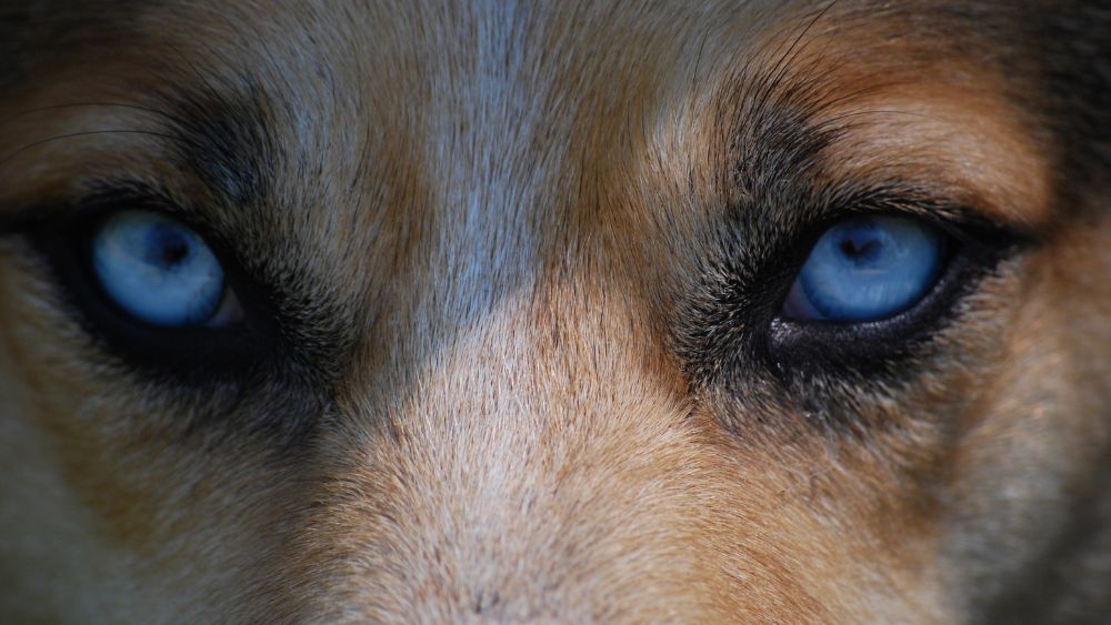 Un cane che guarda il mondo attraverso i suoi occhi fedeli.