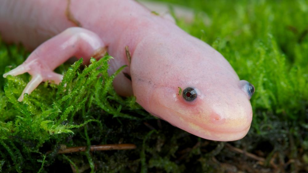 Un axolotl ritratto sott'acqua.