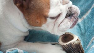 Immagine di un cane felice mentre mastica un corno di cervo, una scelta masticabile naturale e sicura per i cani di tutte le taglie.