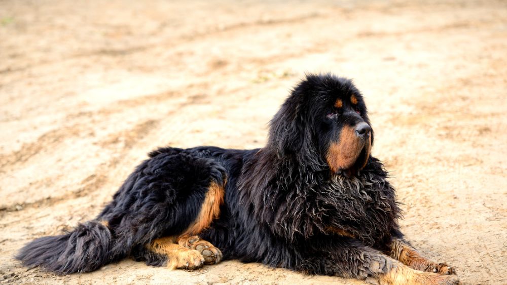 Immagine di un maestoso Mastino Tibetano in posa regale.