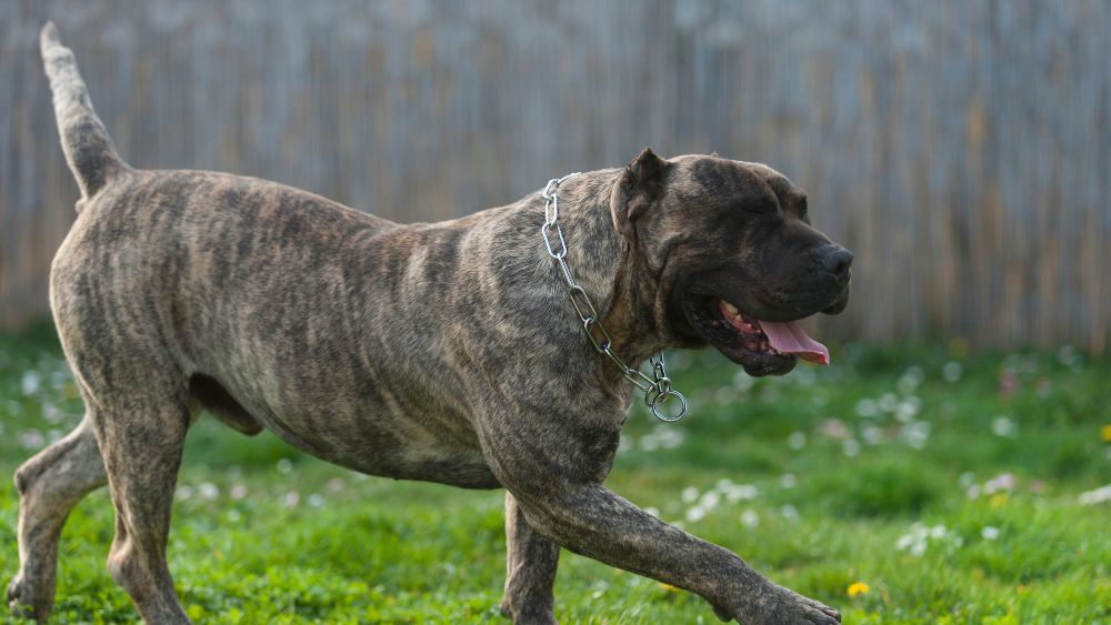 Immagine di un Cane da Presa Canario