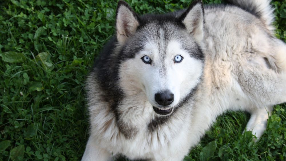 Un magnifico esemplare di cane Husky con i suoi distintivi occhi azzurri e il mantello folto.