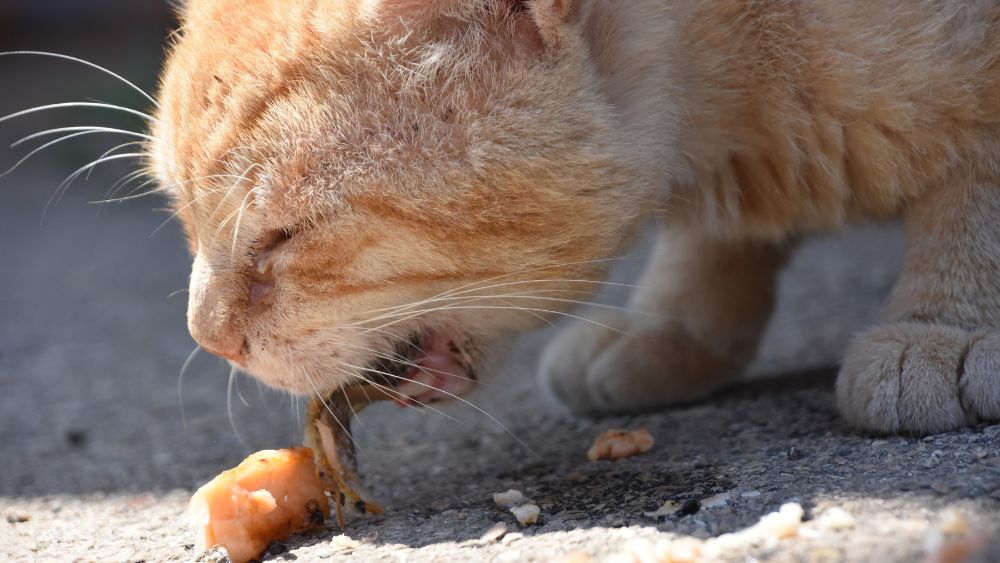 Immagine di un gatto che sta vomitando.