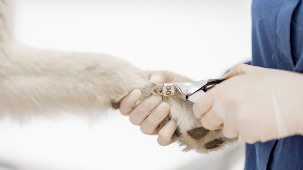 Immagine di un cane con le unghie tagliate con un tagliaunghie specifico per cani.