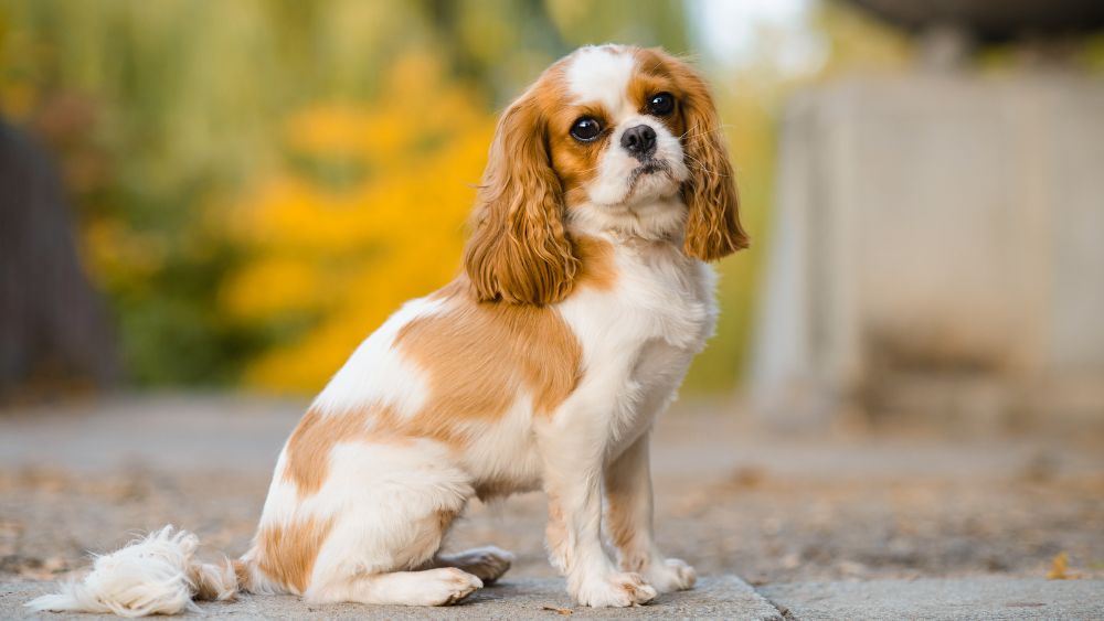 Una tenera immagine di un Cavalier King Charles Spaniel dal muso dolce e gli occhi espressivi. Questo affettuoso cane da compagnia ti conquisterà con la sua gentilezza e leale devozione.