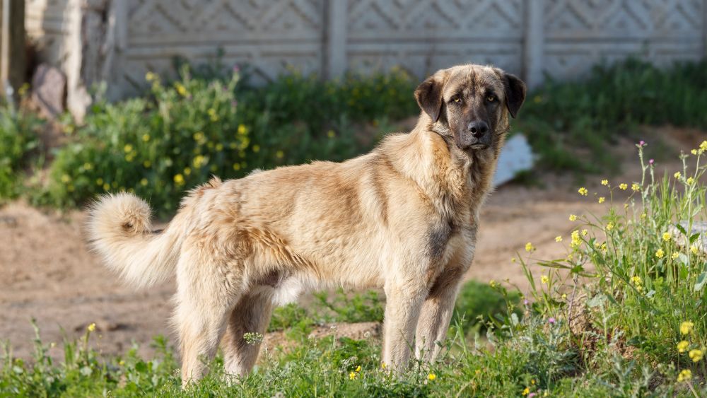 Un maestoso Pastore dell'Anatolia in piedi in un paesaggio rurale, con occhi vigili e atteggiamento fiero.
