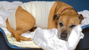 Un tenero cane avvolto in una coperta, mentre un veterinario effettua un esame addominale.