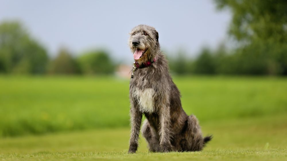 Immagine di un cane lupo maestoso e affascinante, che incarna l'aspetto unico di questa straordinaria razza.