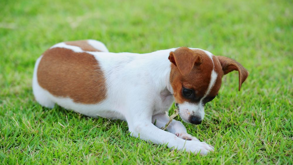 Un allegro cane all'aperto che esplora l'erba e potrebbe essere tentato di mangiarla.