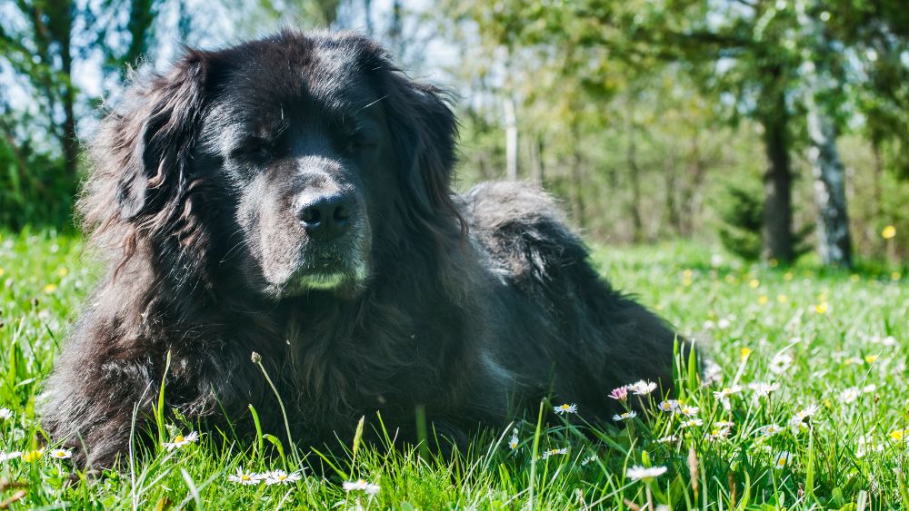 Immagine di un affettuoso cane Terranova che rappresenta la gentilezza e la grandezza di questa razza.
