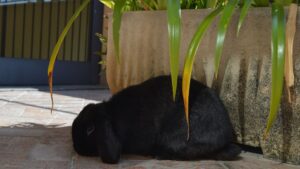 Immagine di un tenero coniglio nano che incarna la dolcezza e l'adorabilità di questa razza.