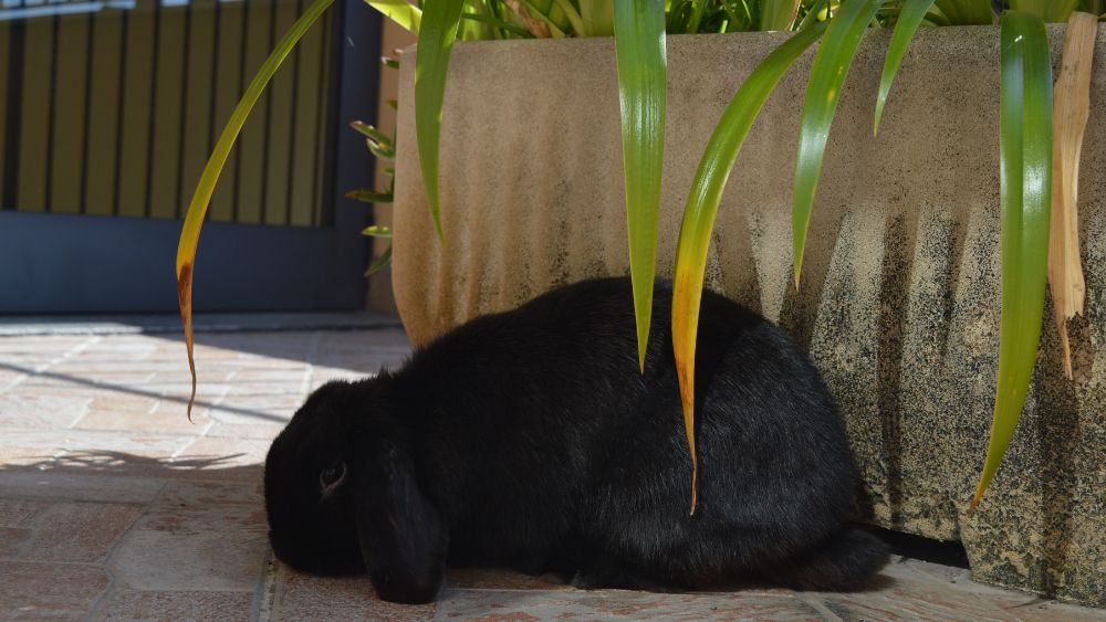 Immagine di un tenero coniglio nano che incarna la dolcezza e l'adorabilità di questa razza.