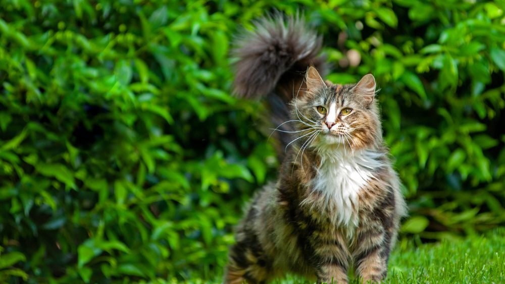 Un bellissimo gatto Norvegese delle Foreste seduto su un prato, con il suo folto mantello e i suoi occhi espressivi.