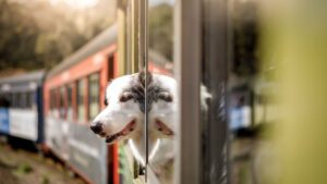 Immagine di un cane felice seduto accanto al finestrino del treno, guardando fuori mentre il paesaggio scorre. Un viaggio viaggio lungo in treno con cane può essere un'avventura emozionante anche per il tuo cane!
