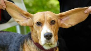 Un'immagine affettuosa di un cane con orecchie lunghe, felice e curioso.
