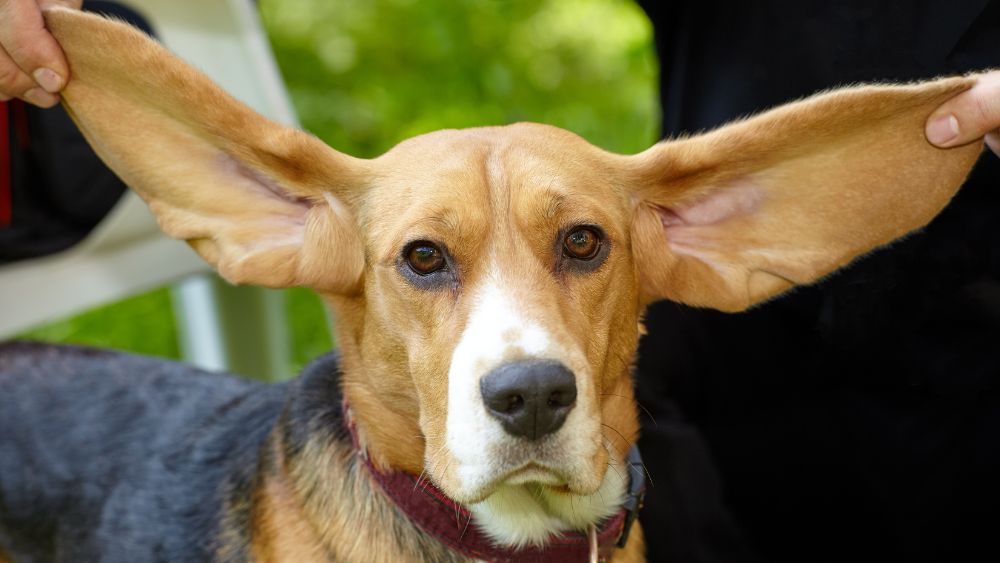 Un'immagine affettuosa di un cane con orecchie lunghe, felice e curioso.