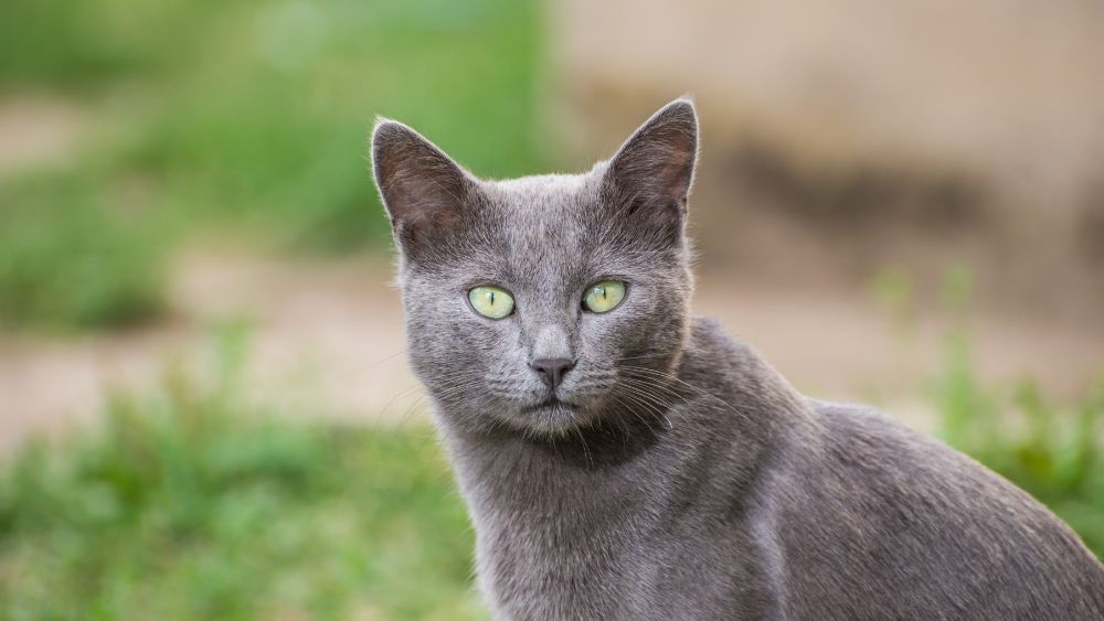 Un affascinante Gatto Blu di Russia riposa elegantemente su una superficie morbida, il suo manto argenteo e i suoi occhi penetranti catturano l'attenzione mentre si rilassa in tutta la sua bellezza. Un esemplare perfetto di questa affascinante razza felina.