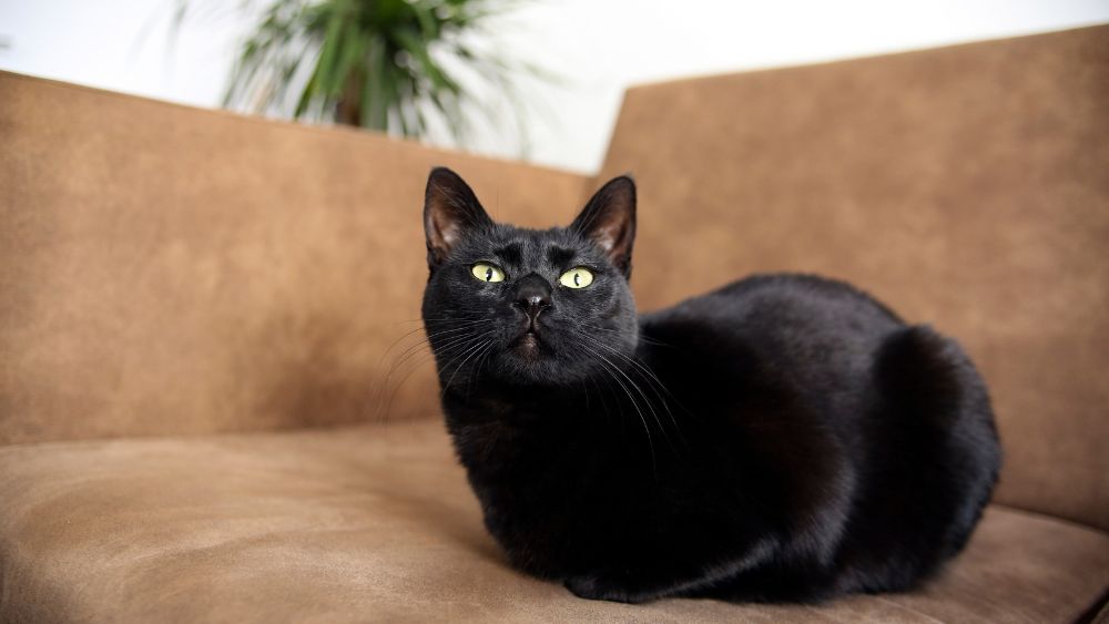 Immagine di un elegante Gatto Bombay che incarna la bellezza e l'eleganza di questa straordinaria razza felina.