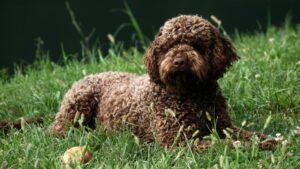 Un affettuoso Lagotto Romagnolo, con il suo caratteristico pelo riccio color marrone, gioca felicemente in un campo verde mentre un tartufo si trova in primo piano, simboleggiando la sua abilità nella ricerca di tartufi.