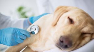 Un cane affetto da insufficienza renale, circondato da cure amorevoli e supporto dedicato da parte della sua famiglia, simboleggia la lotta contro questa condizione e l'importanza della cura e dell'attenzione per i cani colpiti.