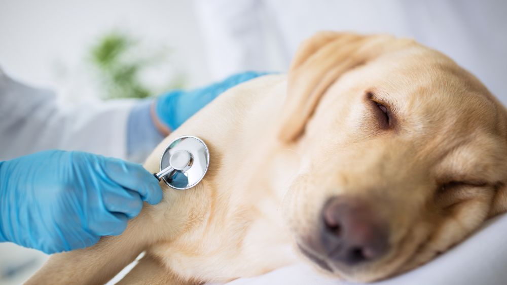 Un cane affetto da insufficienza renale, circondato da cure amorevoli e supporto dedicato da parte della sua famiglia, simboleggia la lotta contro questa condizione e l'importanza della cura e dell'attenzione per i cani colpiti.
