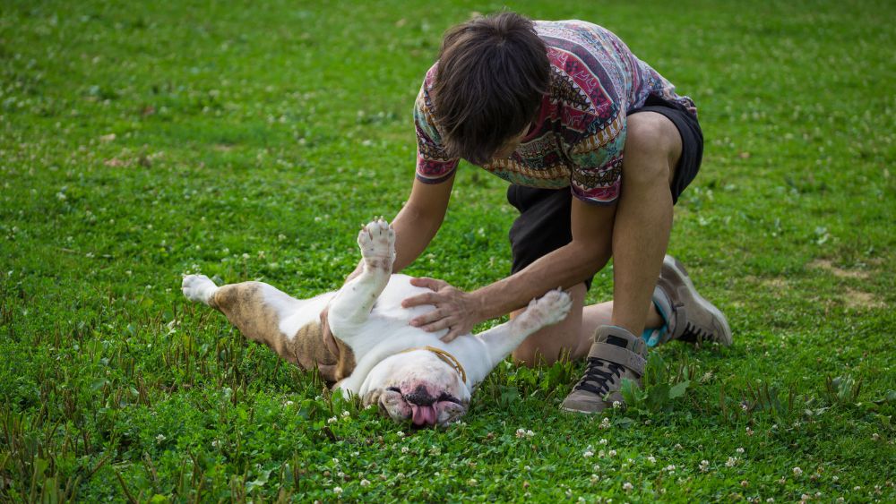 Un cane che si gratta le mammelle, mostrando segni di prurito e disagio.