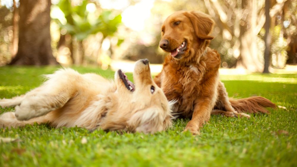 Un cane amichevole che utilizza il linguaggio per cani per comunicare con il suo amico.