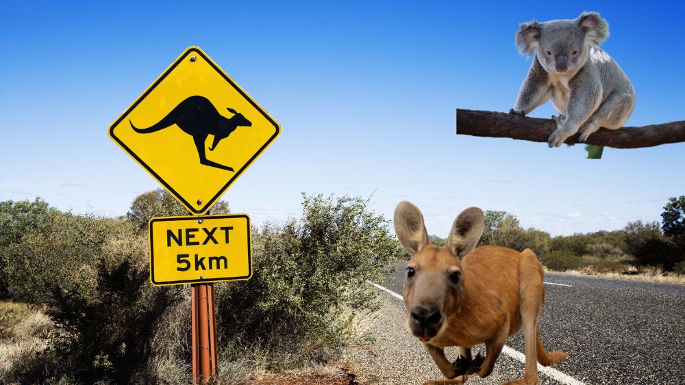 Un affascinante collage di immagini che cattura la varietà di animali in Australia, dalle silhouette dei canguri al volo degli uccelli colorati. Un'immersione visiva nella straordinaria fauna di questo affascinante continente.