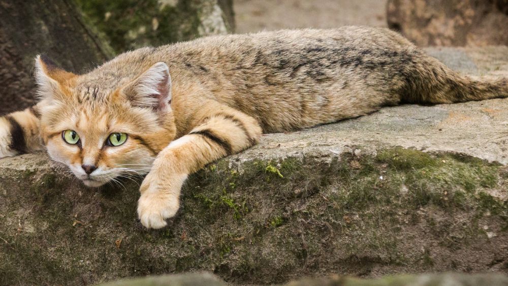 Uno splendido gatto delle sabbie si staglia contro le dune di sabbia, le orecchie appuntite in avanti mentre osserva il deserto con occhi curiosi. La sua pelliccia ispida riflette il sole del deserto, evidenziando le sue caratteristiche uniche.