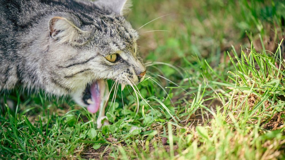 Un gatto dal manto morbido e occhi curiosi, mentre si trova in una posizione rilassata. La foto cattura l'essenza felina, ma dietro quegli occhi si nasconde la preoccupazione di un potenziale problema di salute. L'immagine simboleggia la necessità di comprendere e affrontare il vomito con schiuma bianca nei gatti per garantire il loro benessere.