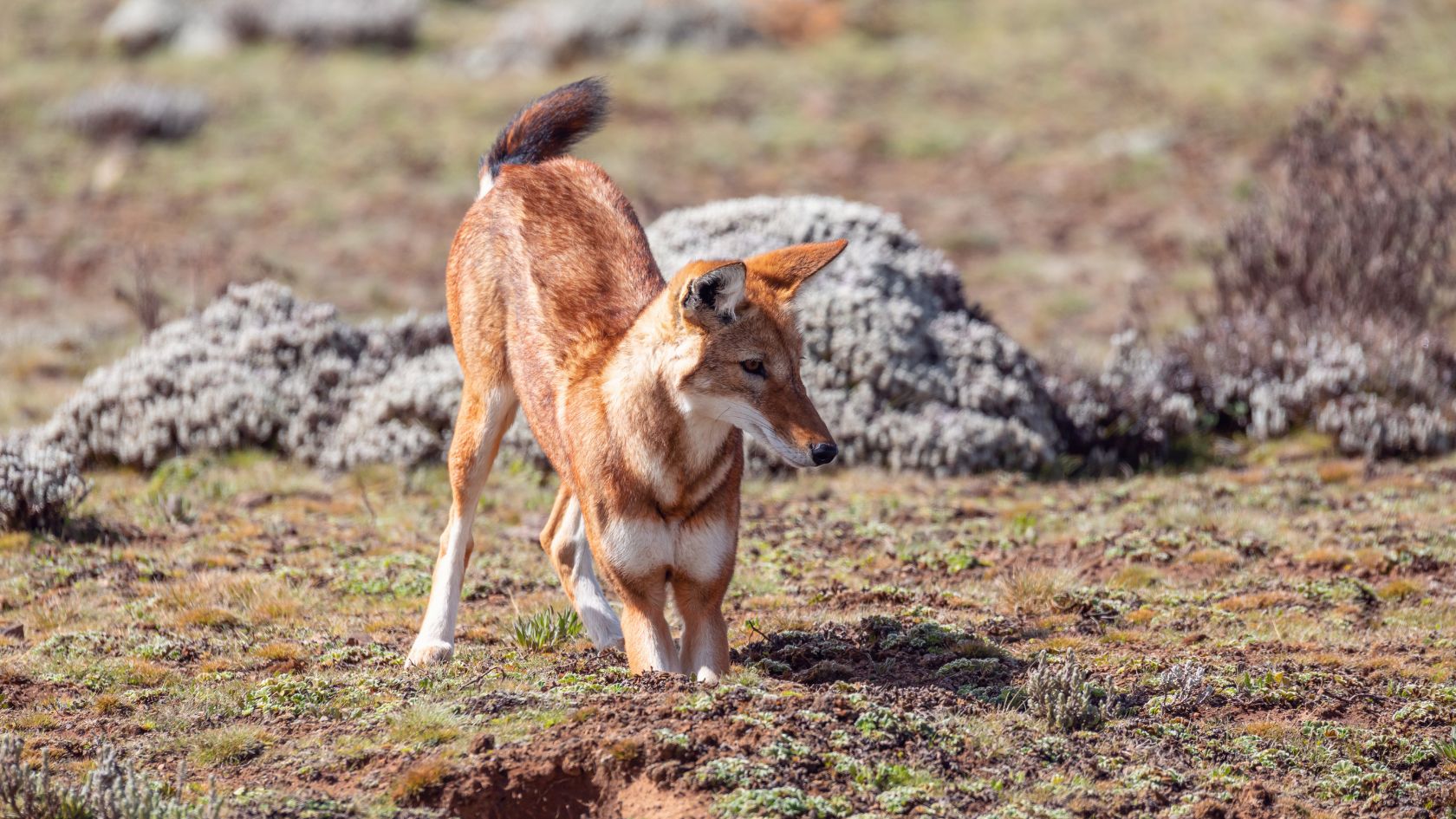 Un cane maschio durante il periodo del calore può mostrare segnali comportamentali evidenti. Osserva attentamente il tuo animale domestico per capire meglio le sue esigenze durante questa fase.