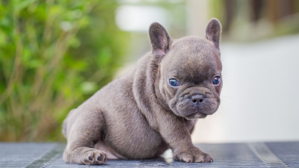 Un adorabile Bulldog Francese Blu seduto su un prato, con occhi espressivi e un manto lucente blu-grigio.