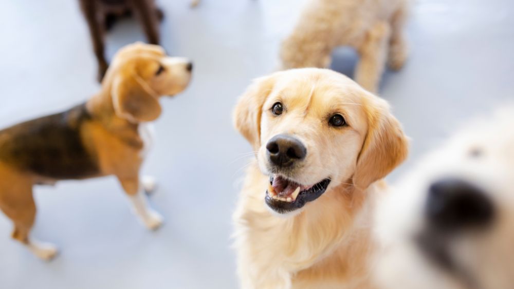 Un cane che osserva curiosamente il mondo circostante, rappresentando la percezione visiva dei cani in termini di colore e dettaglio